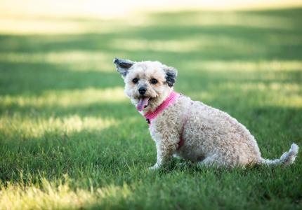 Dog outside enjoying the day