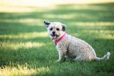 Dog outside enjoying the day